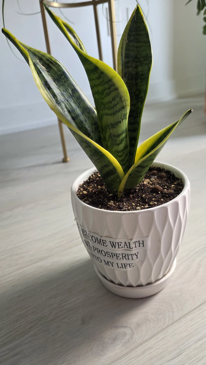 Mocing Sale- Snake Plant in Decorative Pot