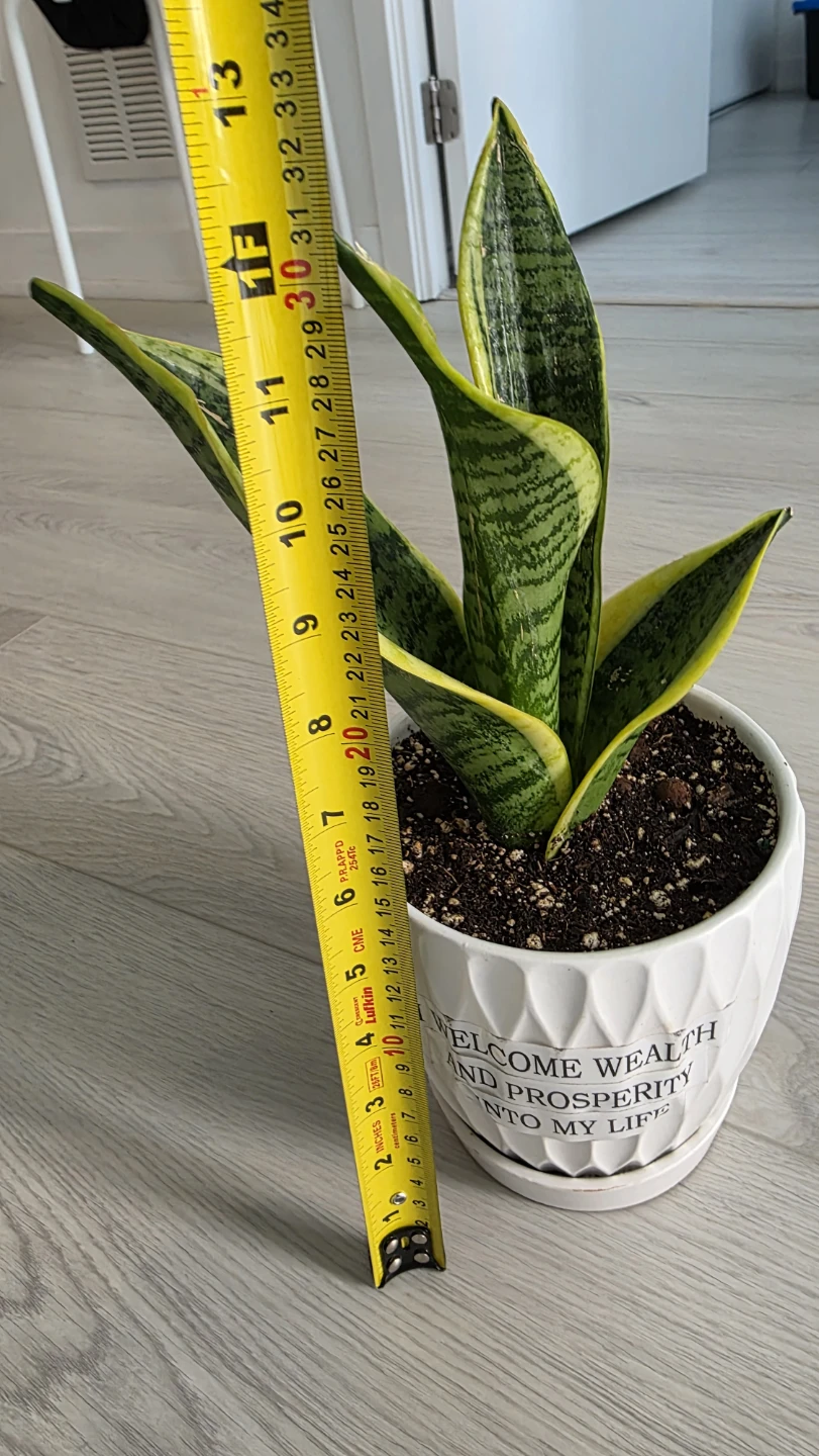 Mocing Sale- Snake Plant in Decorative Pot - photo 2