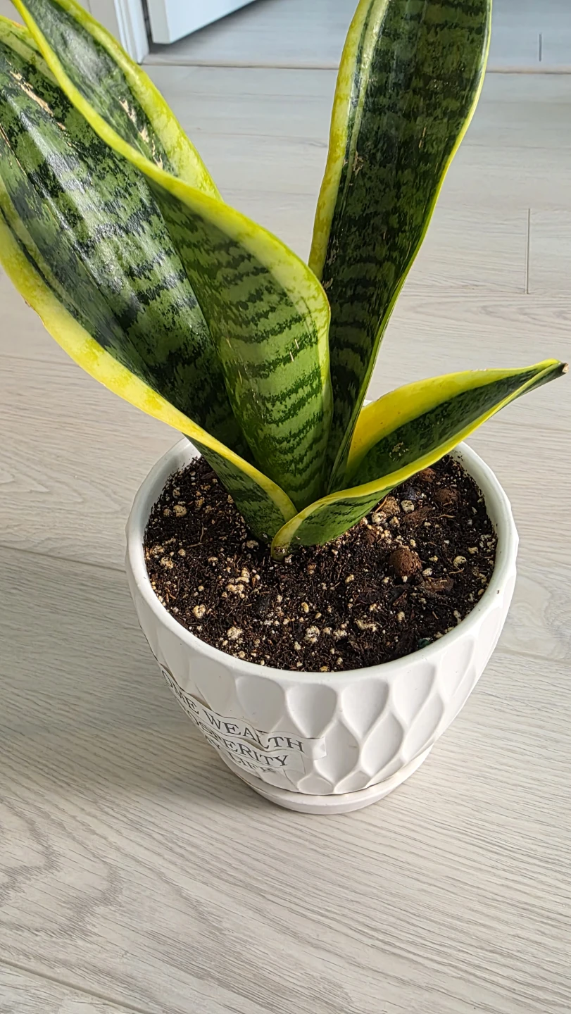 Mocing Sale- Snake Plant in Decorative Pot - photo 3
