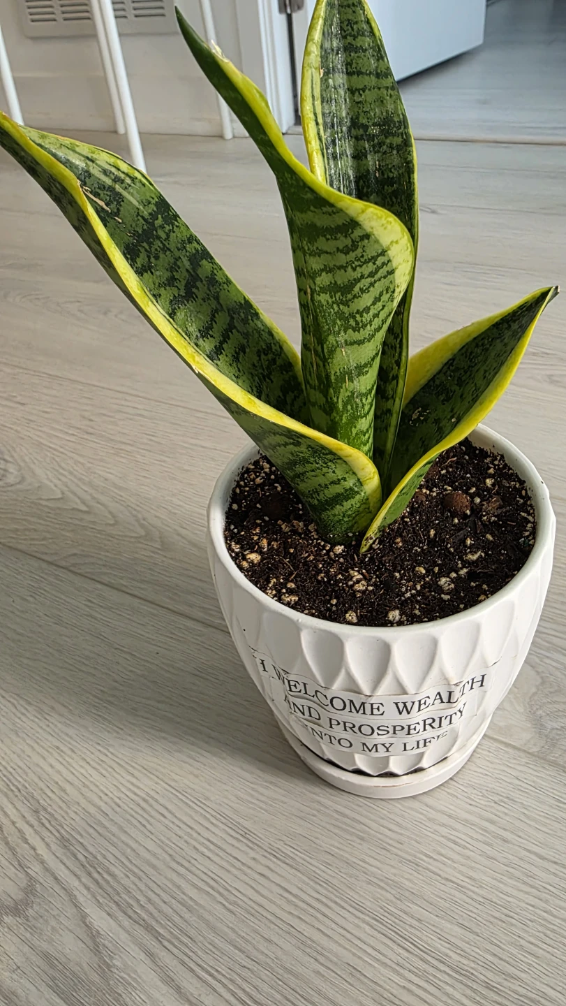 Mocing Sale- Snake Plant in Decorative Pot - photo 4