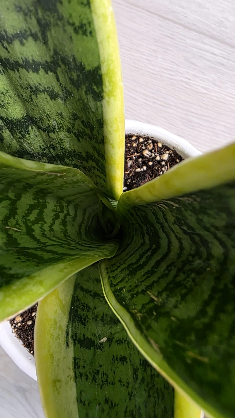 Mocing Sale- Snake Plant in Decorative Pot - photo 5