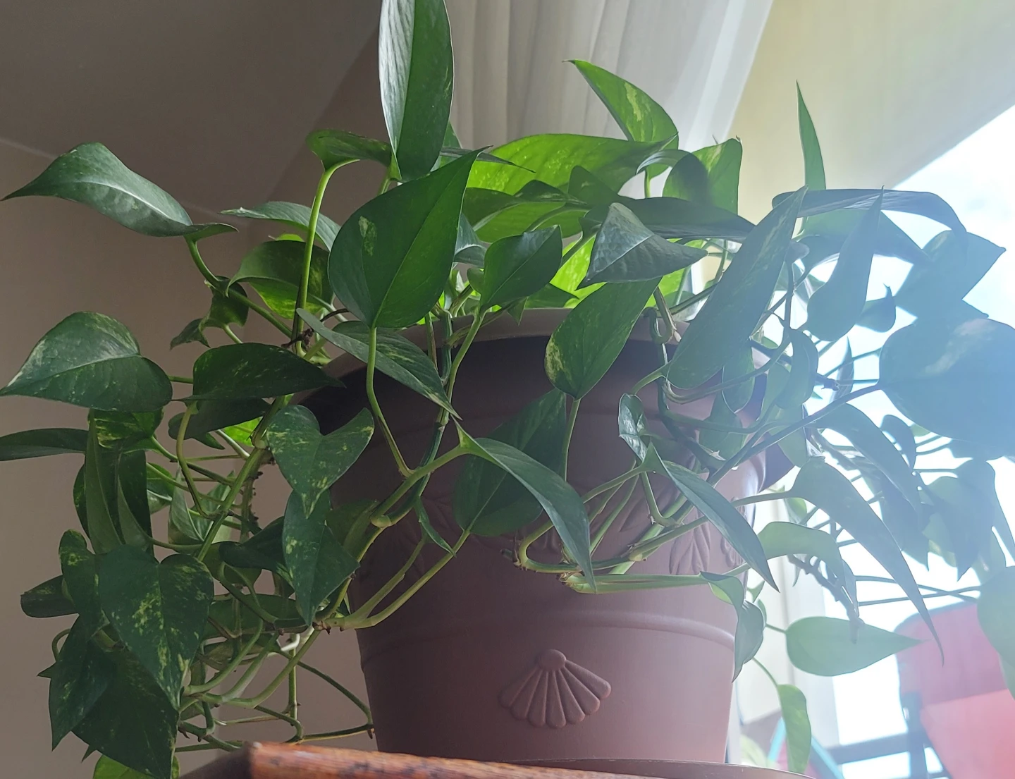 🌿 Beautiful, Full Golden Pothos (Devil’s Ivy) with Pot - photo 2