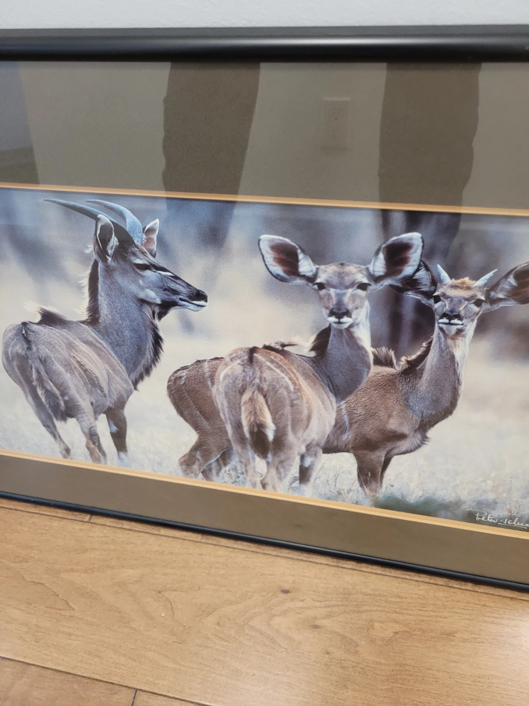 Framed Wildlife Art Print of Kudu - photo 2