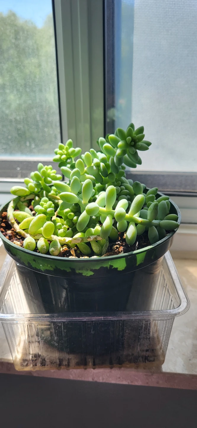 Burro's Tails succulent - photo 3