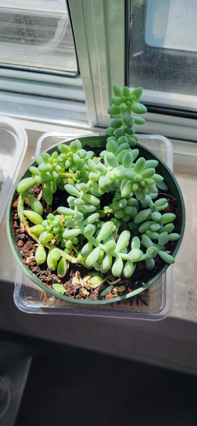 Burro's Tails succulent - photo 4