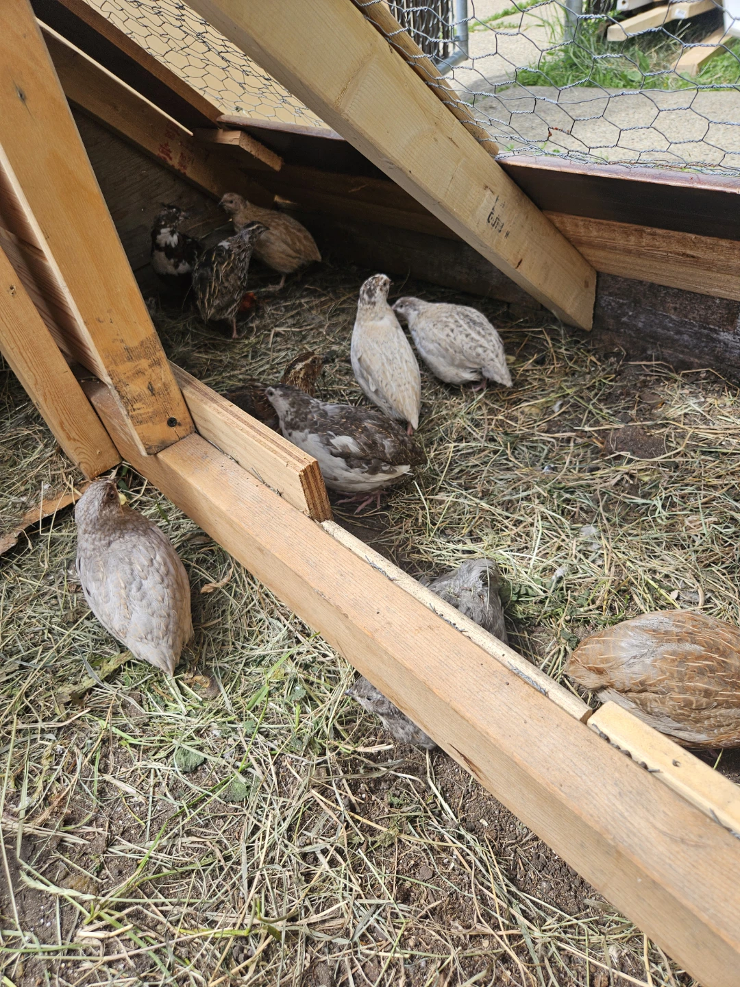 Mixed Quail Flock - photo 2