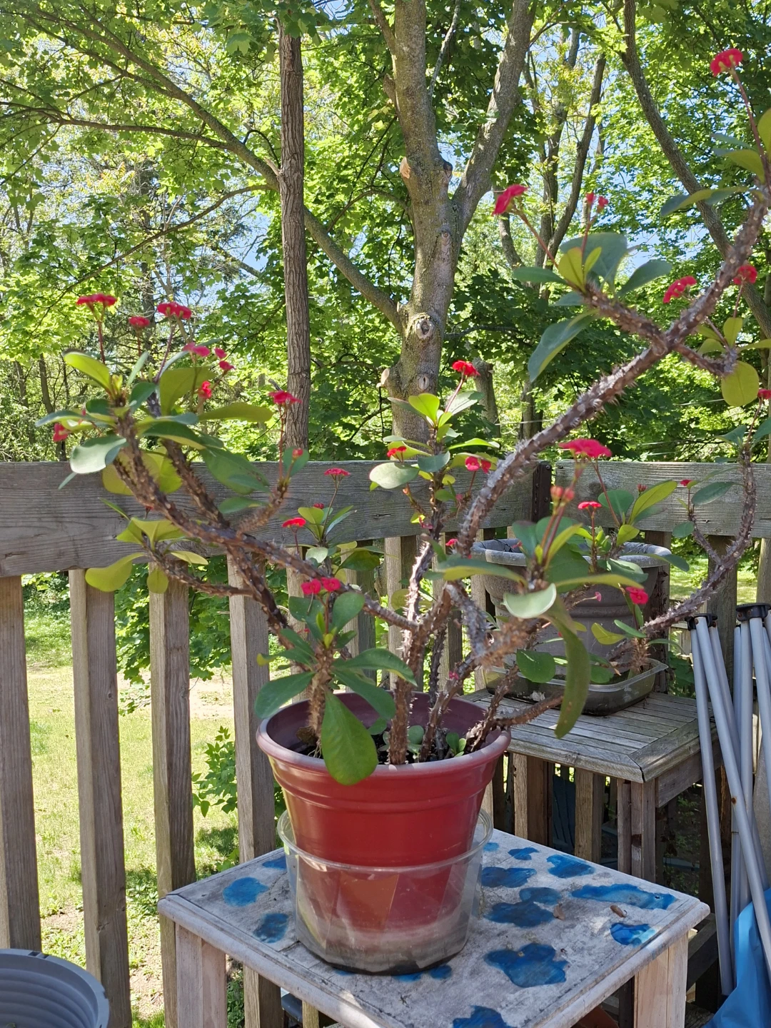 CROWN OF THORNS PLANT- JESUS PLANT