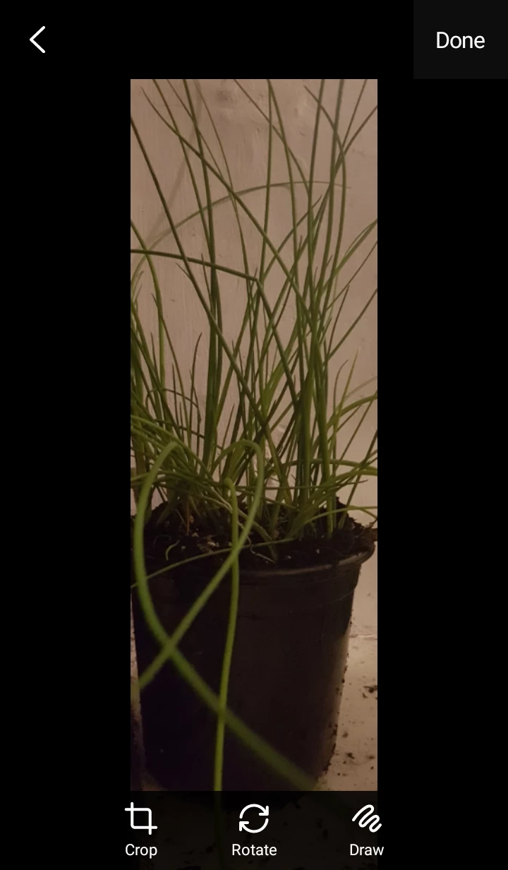 Chives Plant in Pot - photo 4