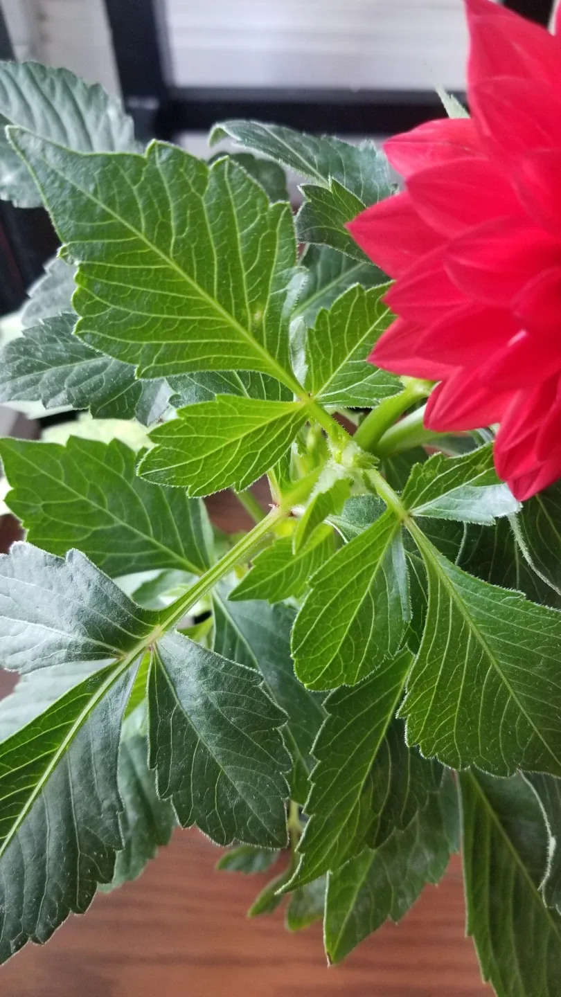 Red Dahlia Plant⚽️ - photo 5