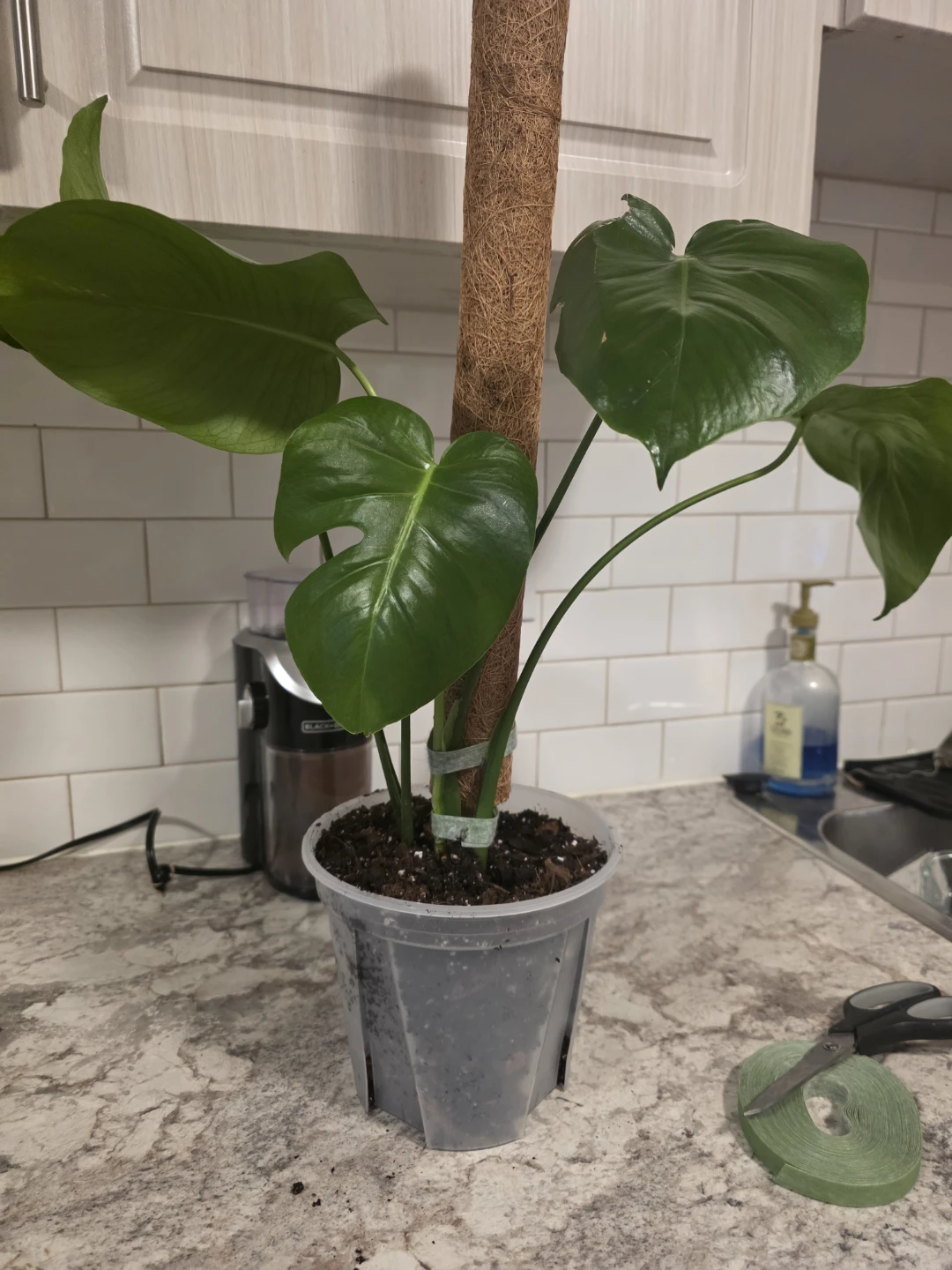 ⚽ Monstera Deliciosa Plant with Coir Pole