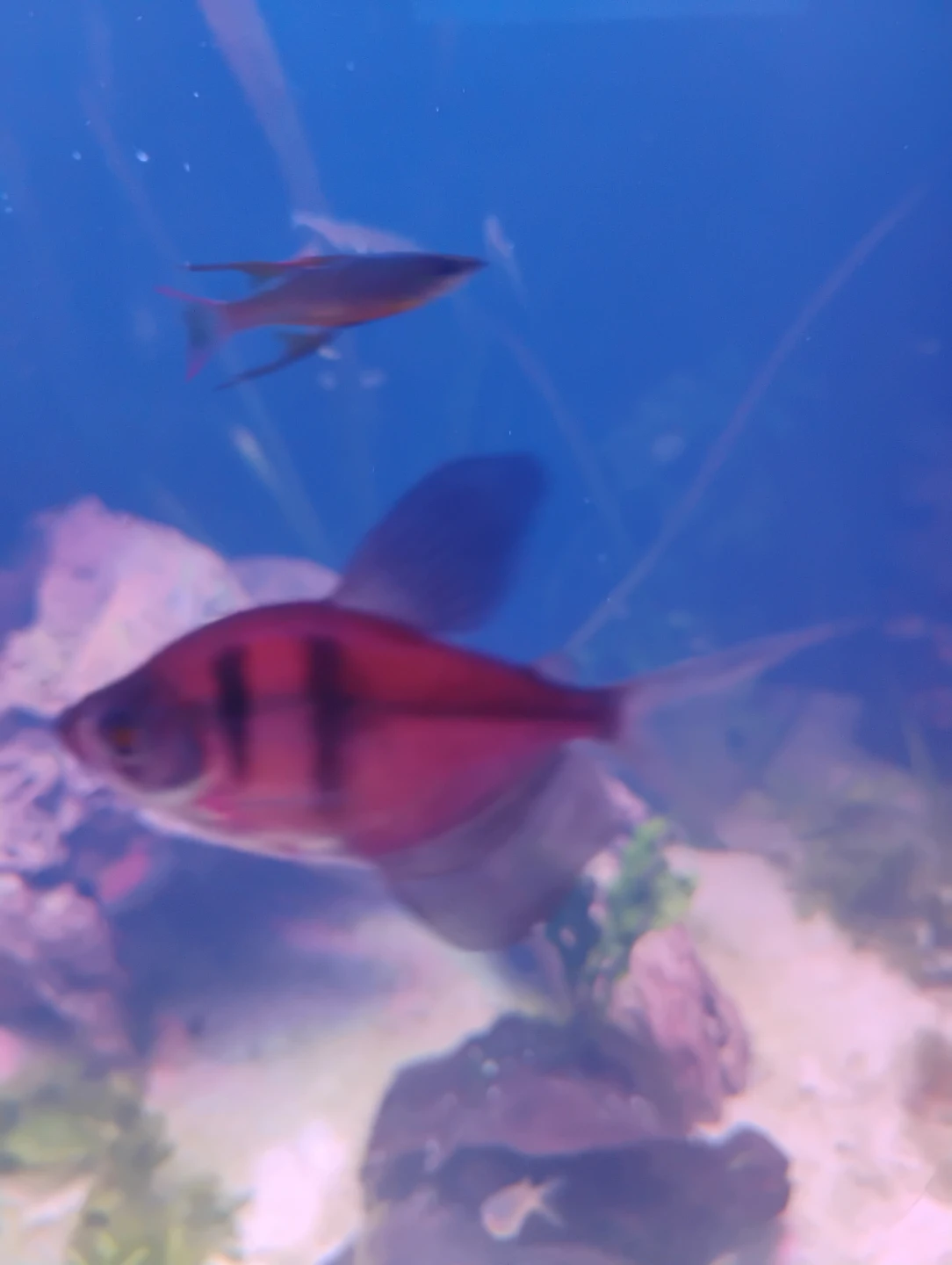 Aquarium cleaning and maintenance