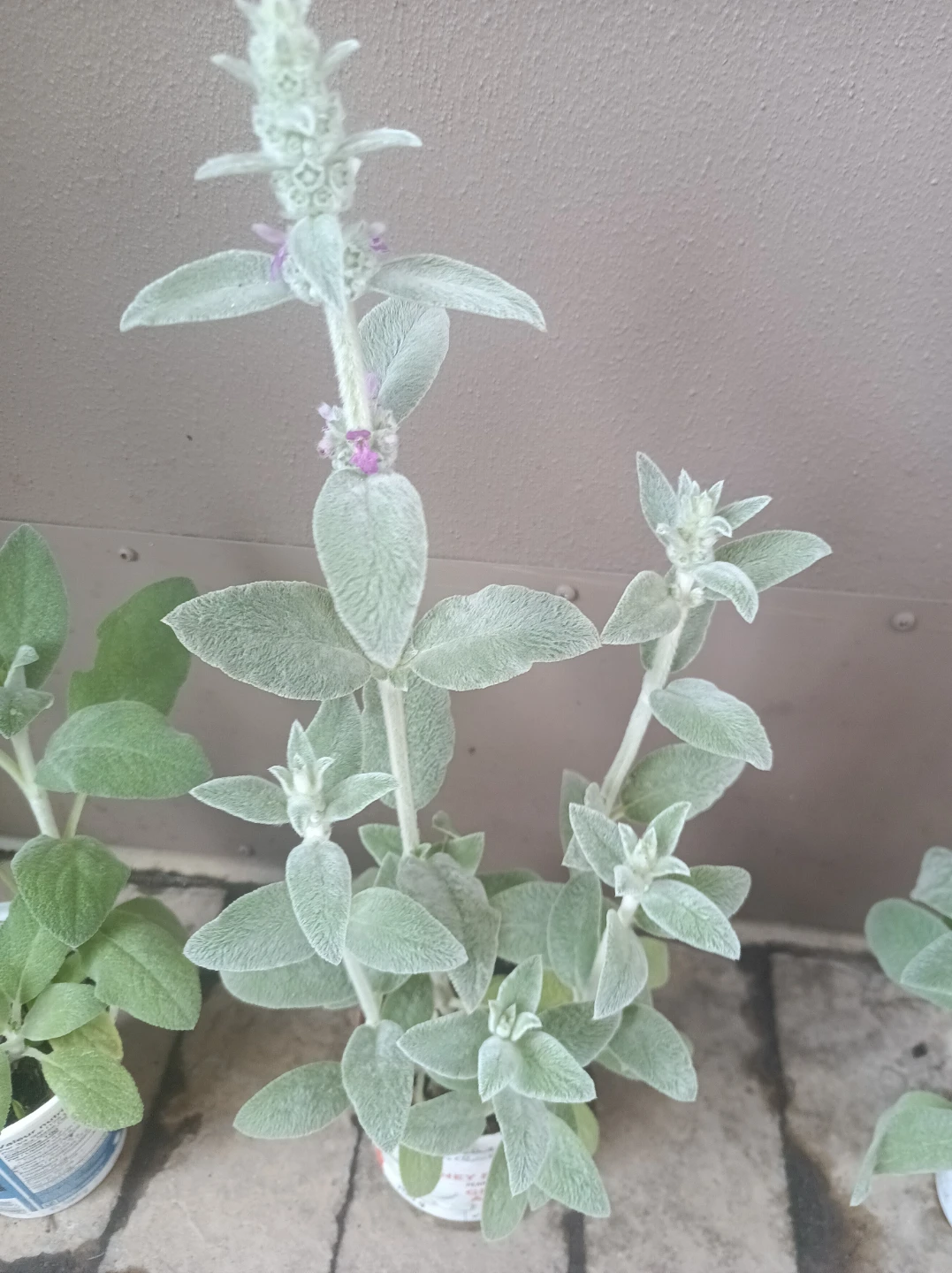 Lamb's ear plant