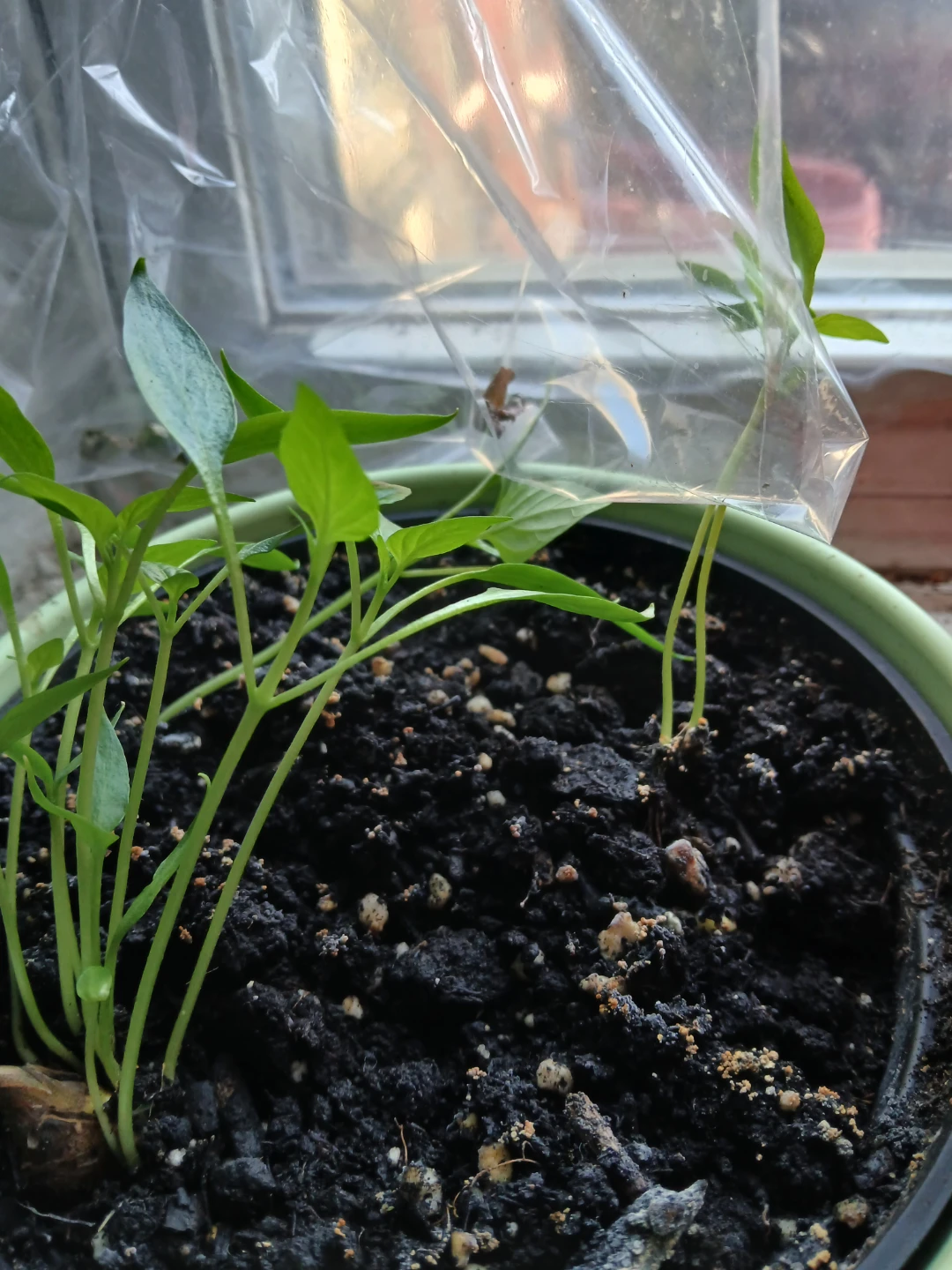 Assorted Seedlings - photo 3