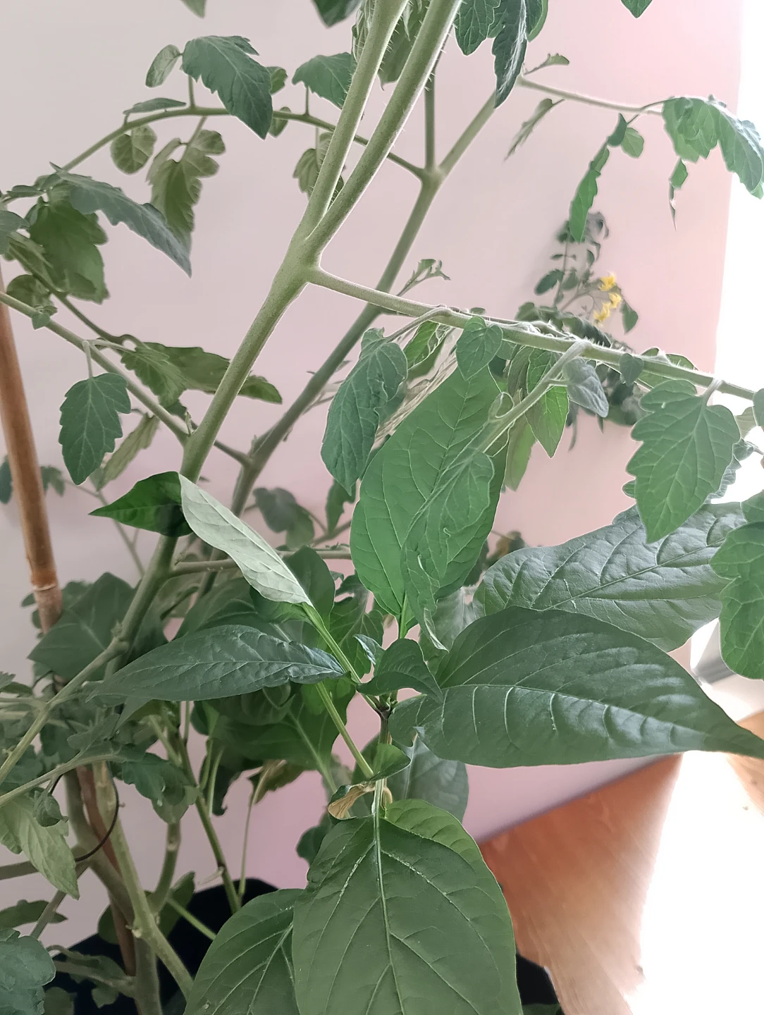 Grow Bag with Tomato + Bell Pepper + Cayenne Pepper - photo 3