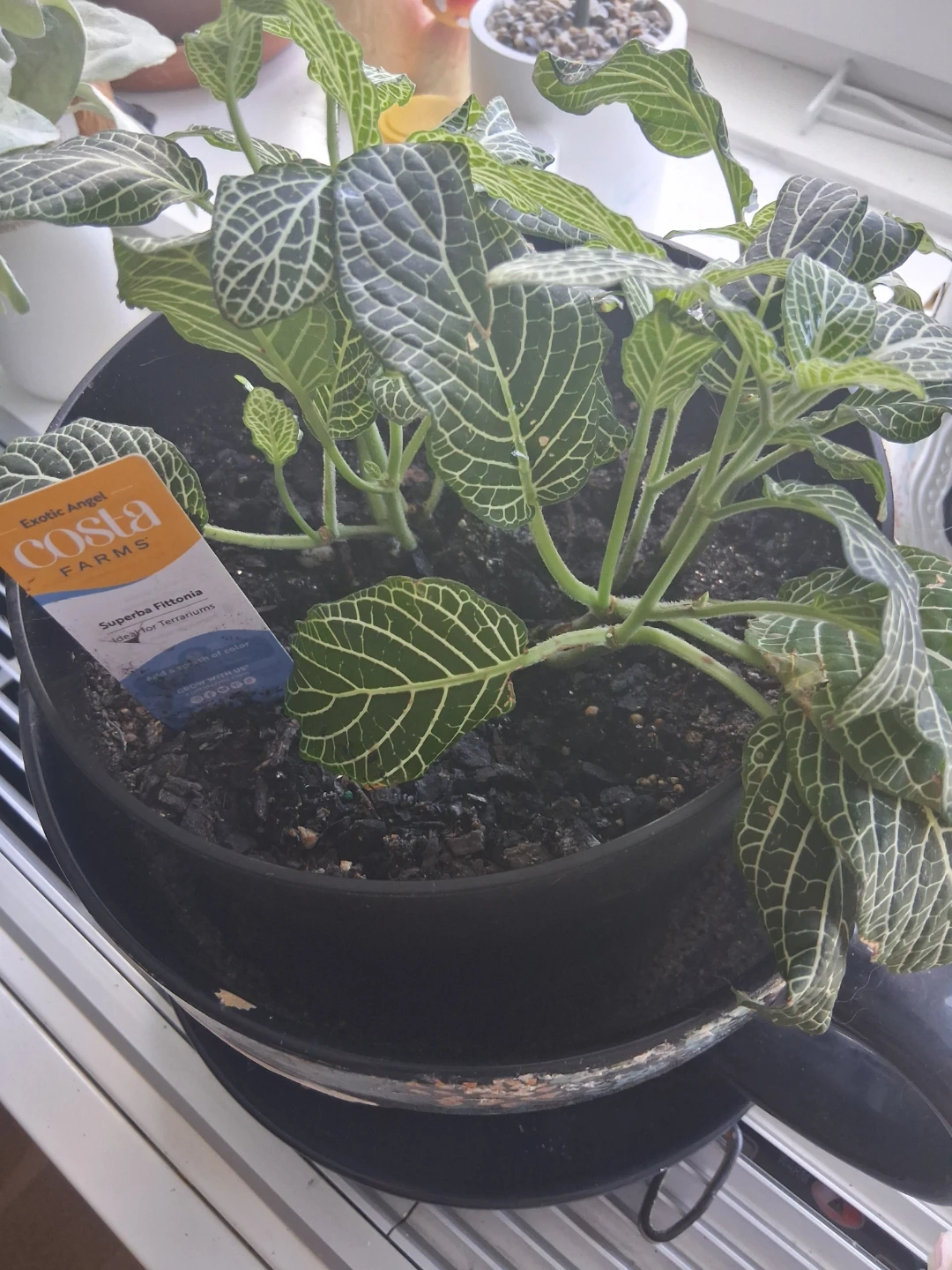 Superba Fittonia Plant