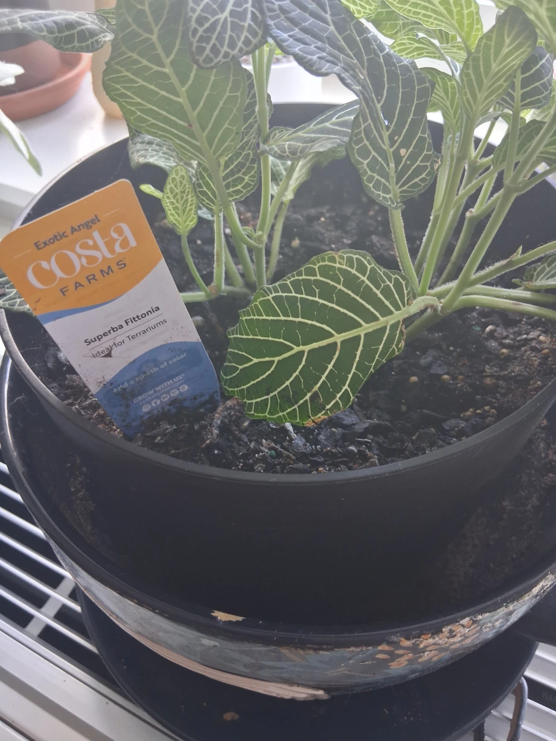 Superba Fittonia Plant - photo 2