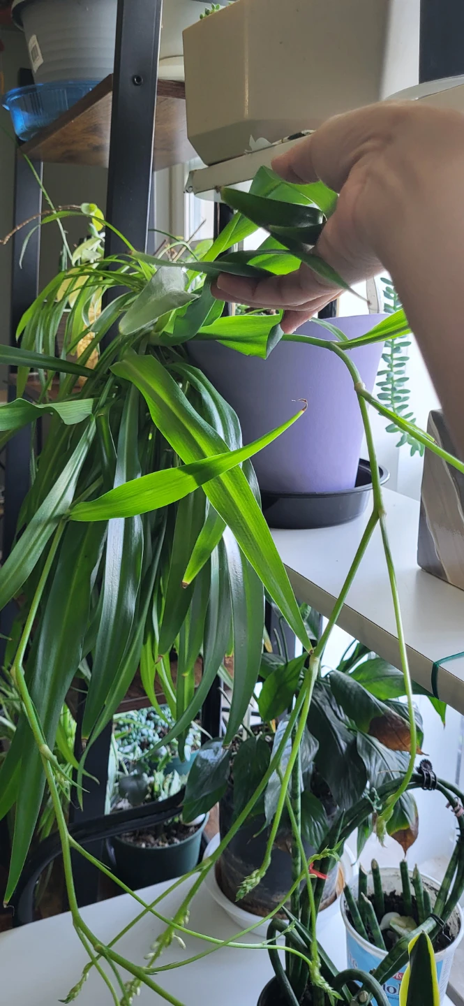 Spider Plant in blooming stage - photo 2