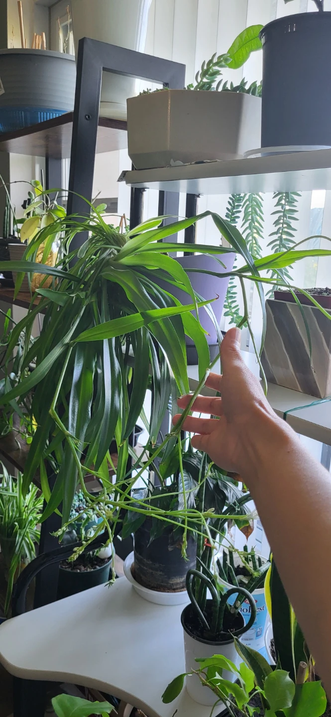 Spider Plant in blooming stage - photo 5