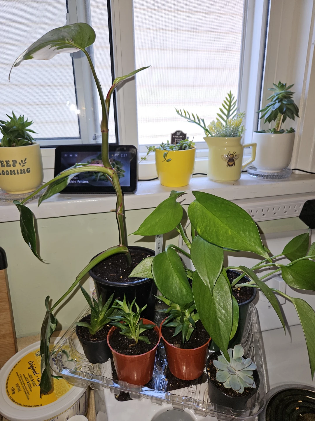 Pothos, Philodendron, Succulents