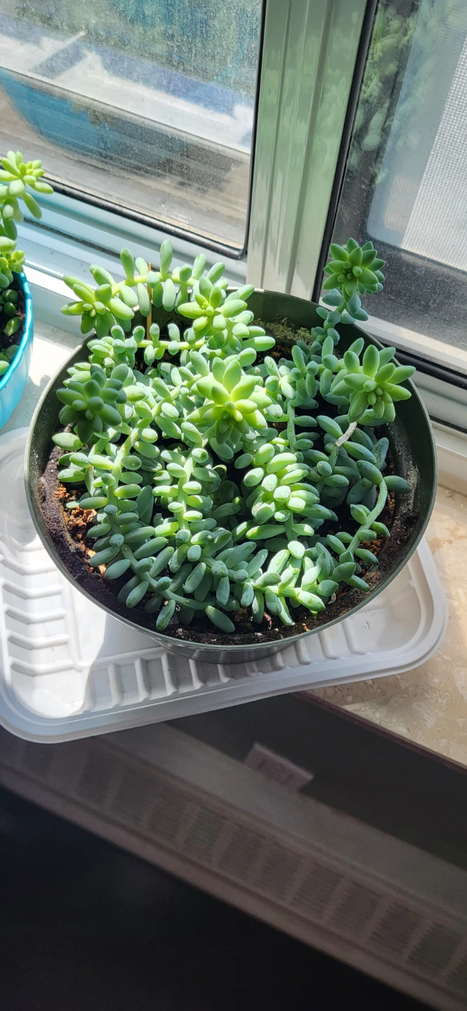 Burro's Tails succulent - photo 2