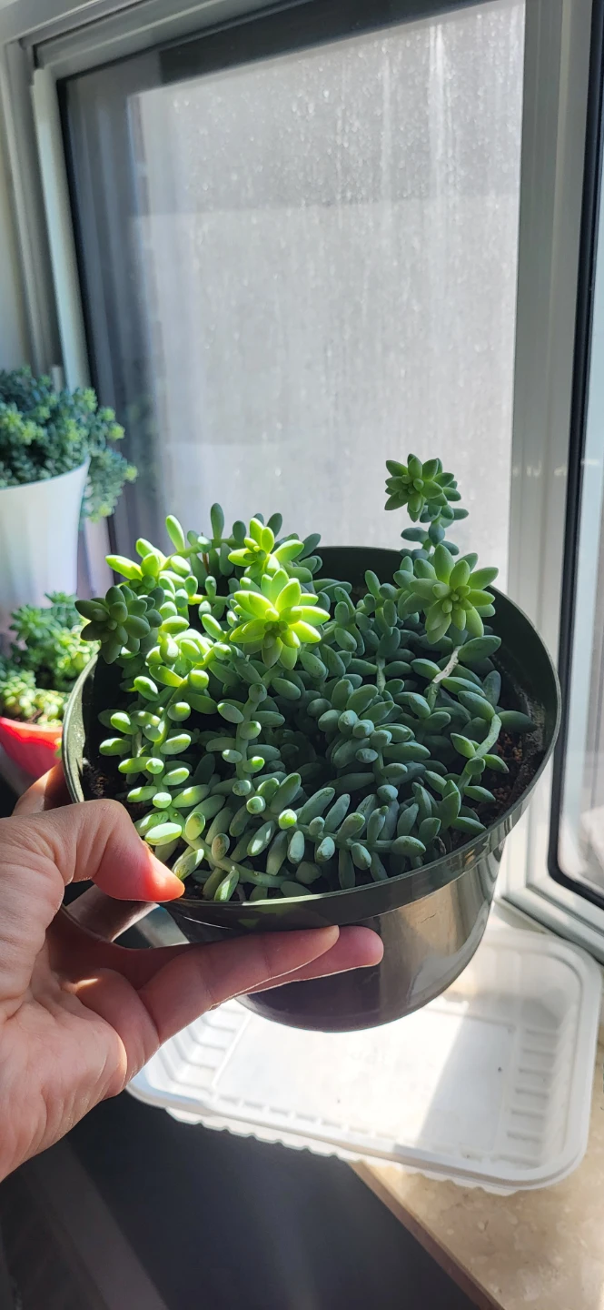 Burro's Tails succulent - photo 3