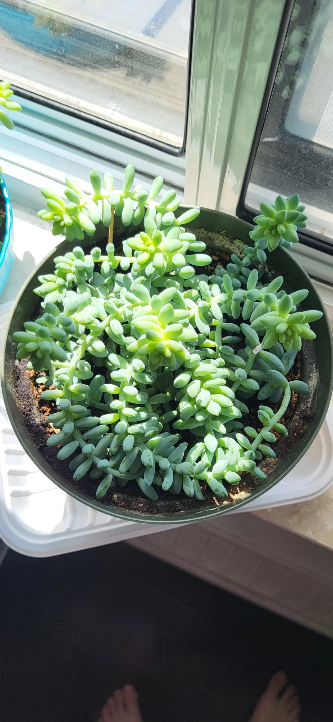 Burro's Tails succulent - photo 5