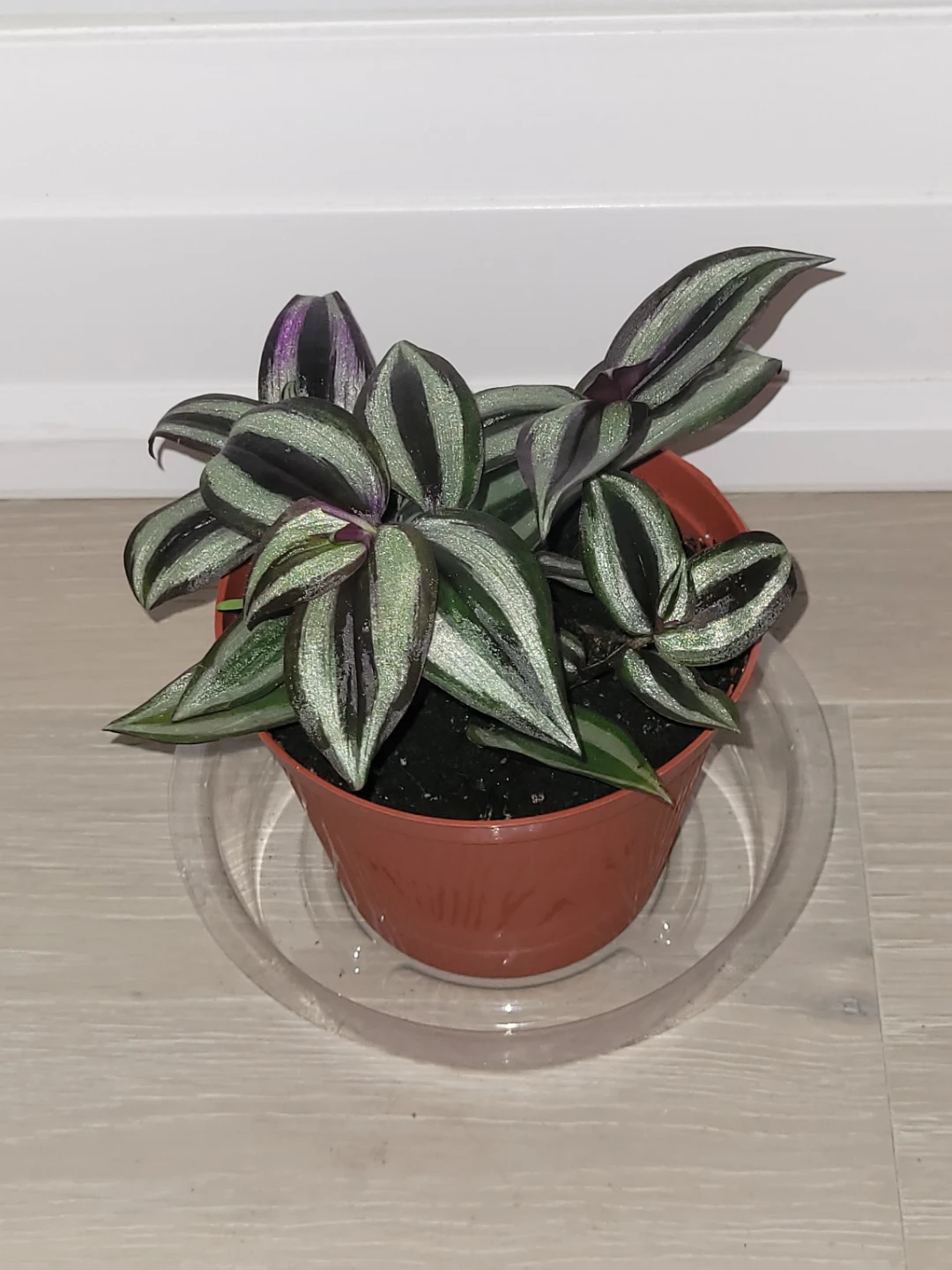 Silver Inch Plant