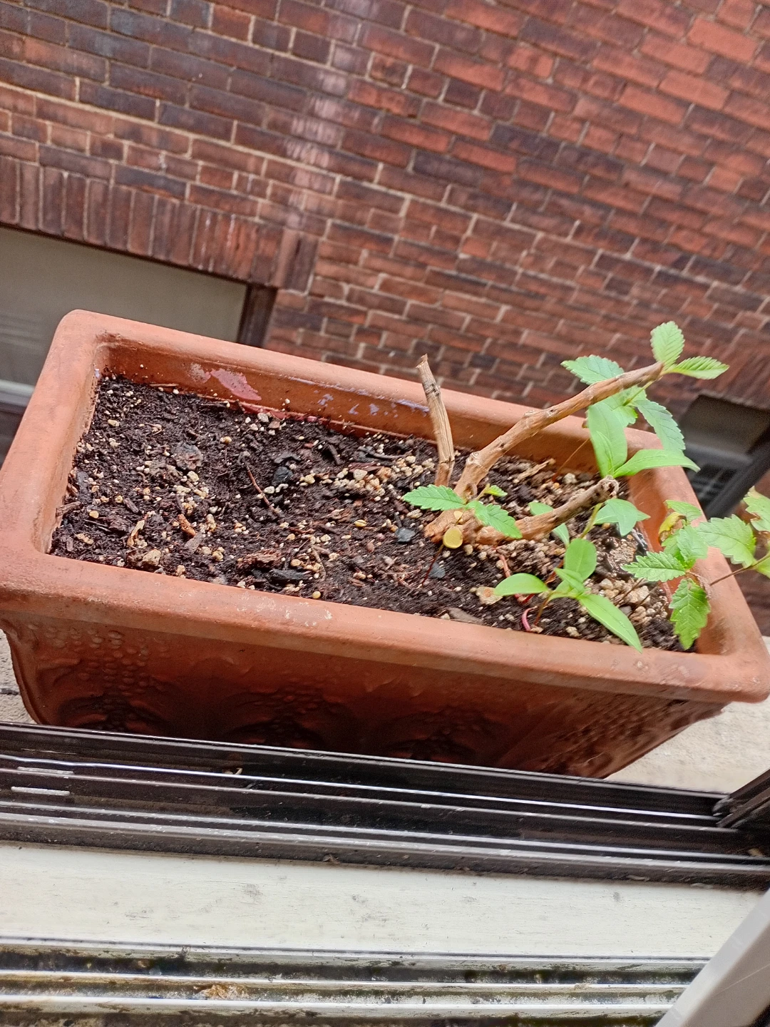 Terracotta Rectangular Planter Pot