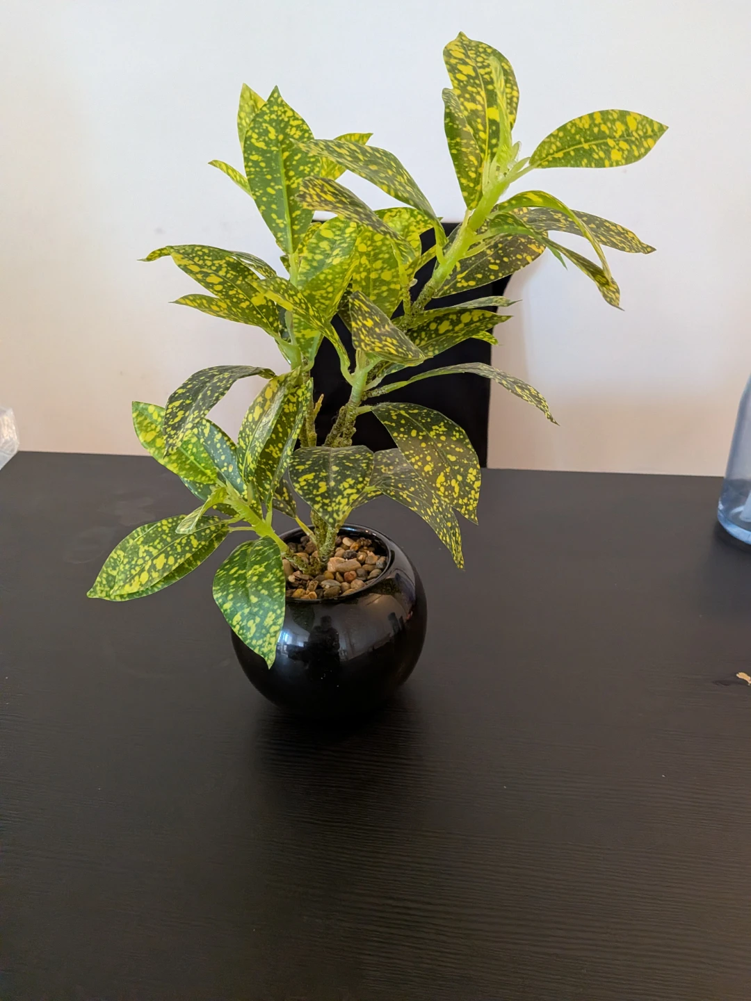 Aucuba Japonica Plant in Black Pot