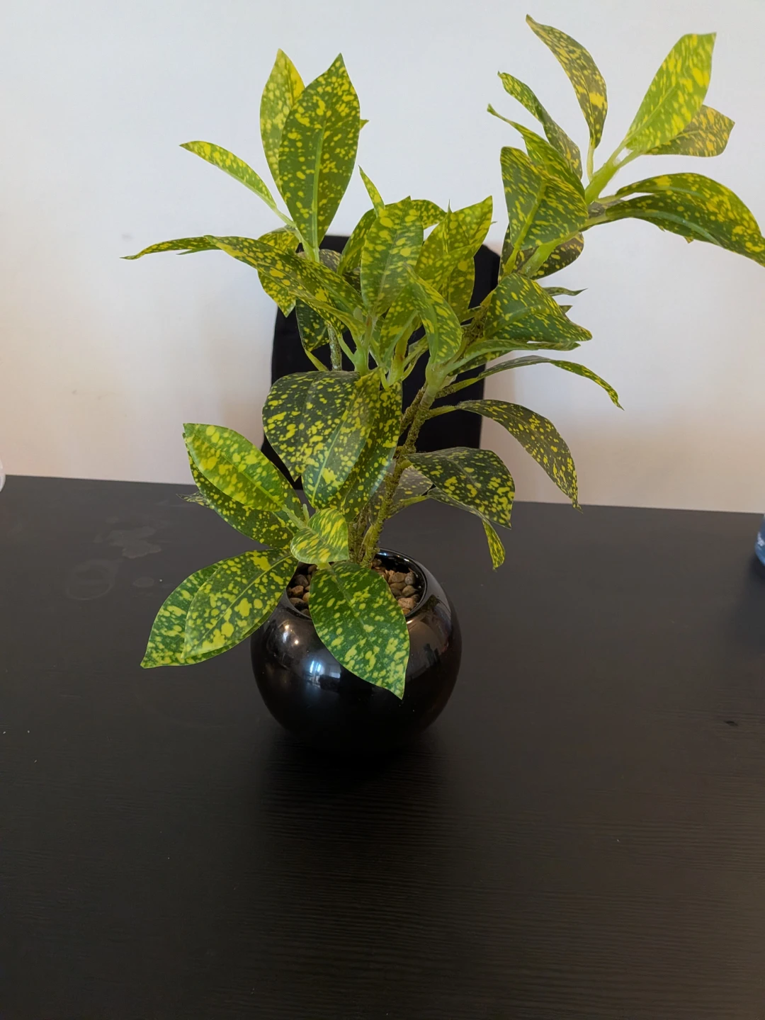 Aucuba Japonica Plant in Black Pot - photo 2