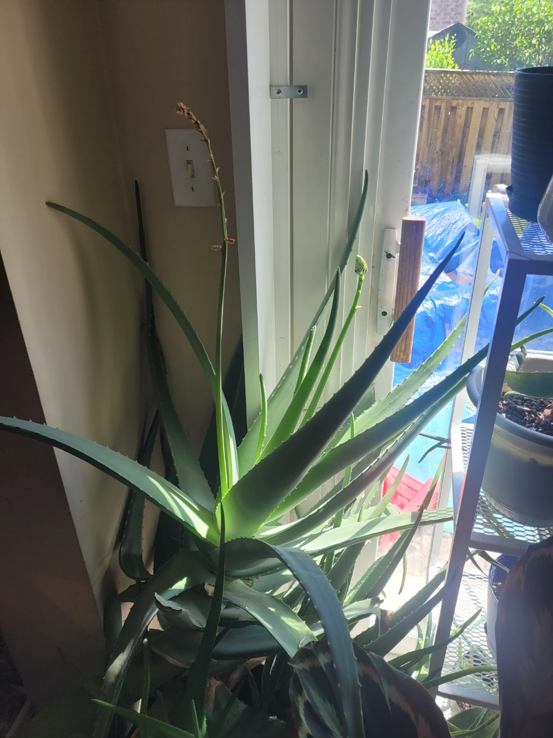 Aloe Vera Plant
