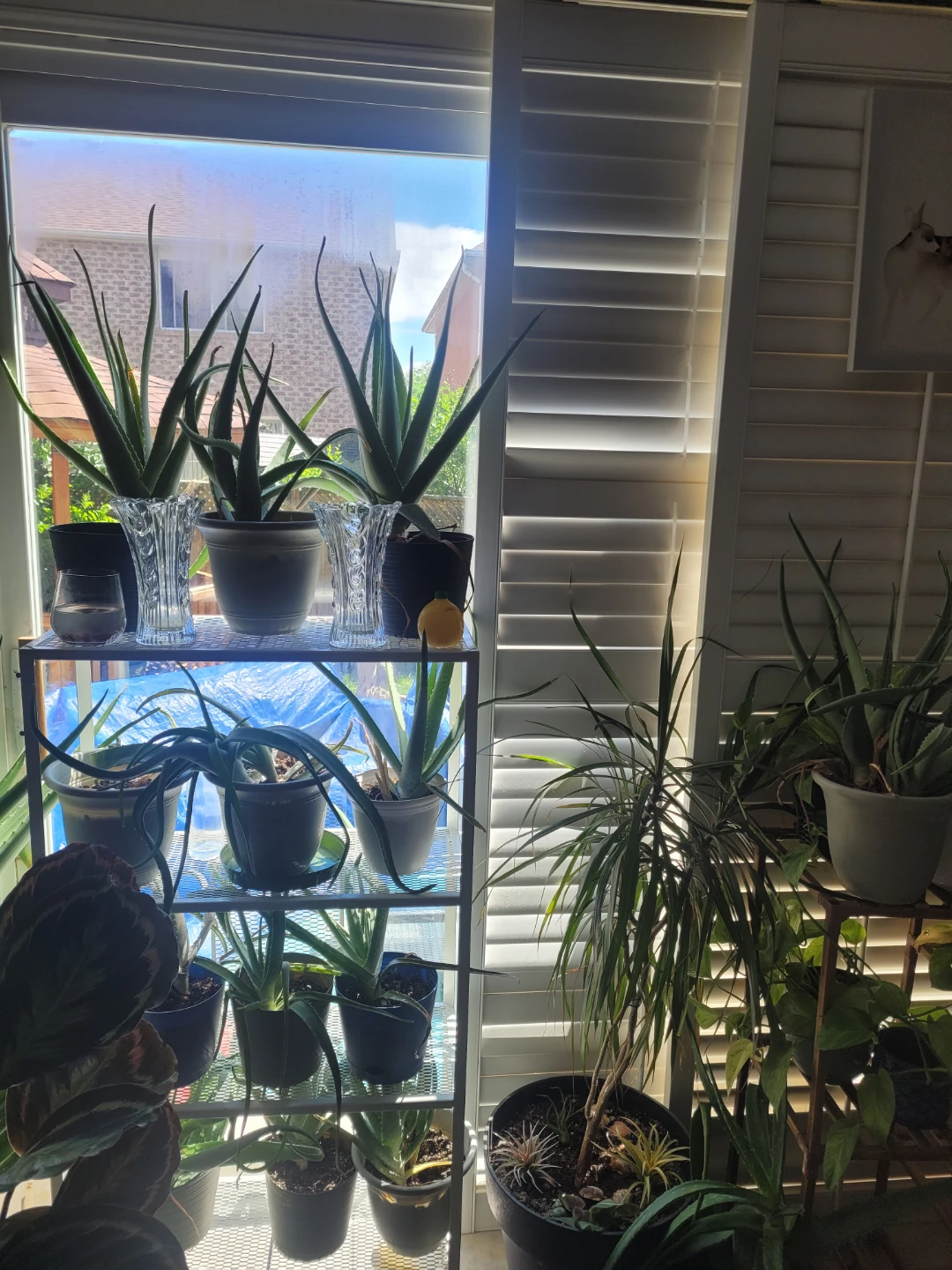 Aloe Vera Plant - photo 2