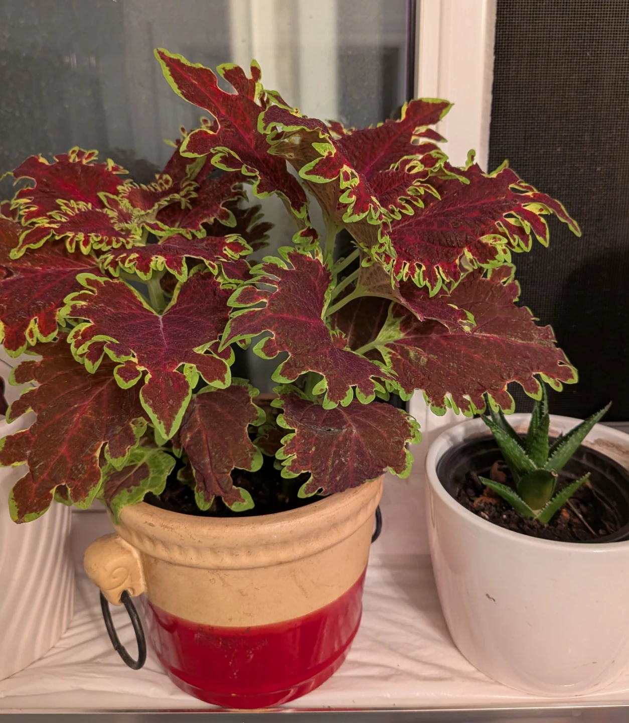 Radiant Red Coleus