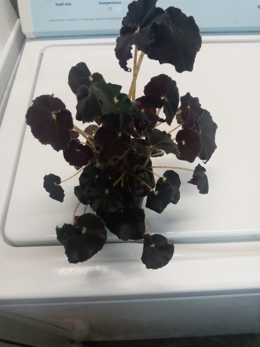 Black velvet rex  begonia