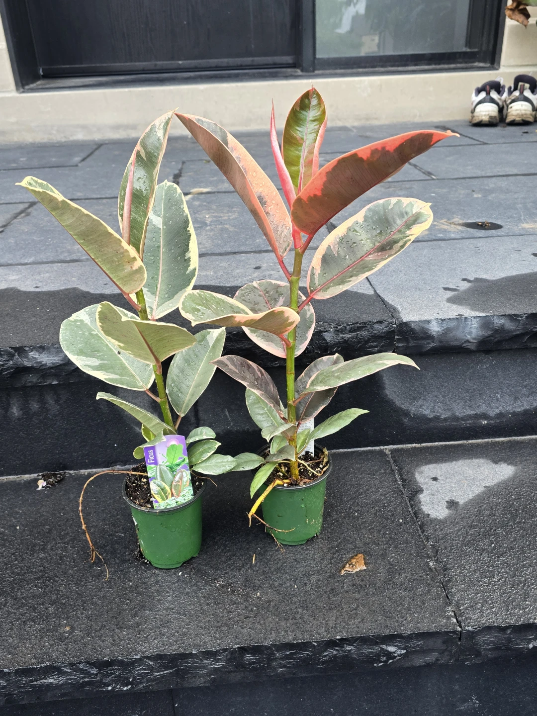 Ficus Elastica Tineke Rubber Plant