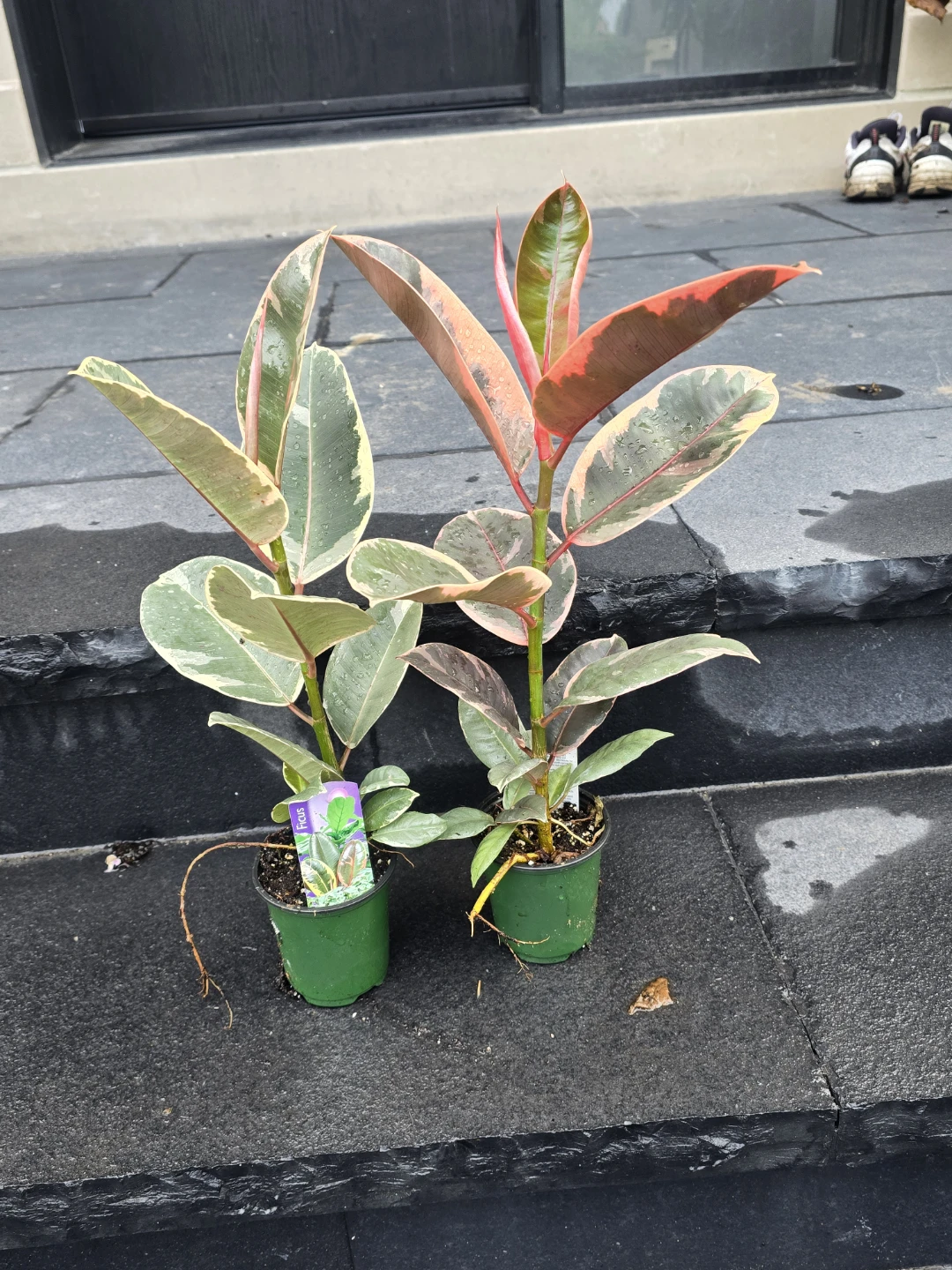 Ficus Elastica Tineke Rubber Plant - photo 2