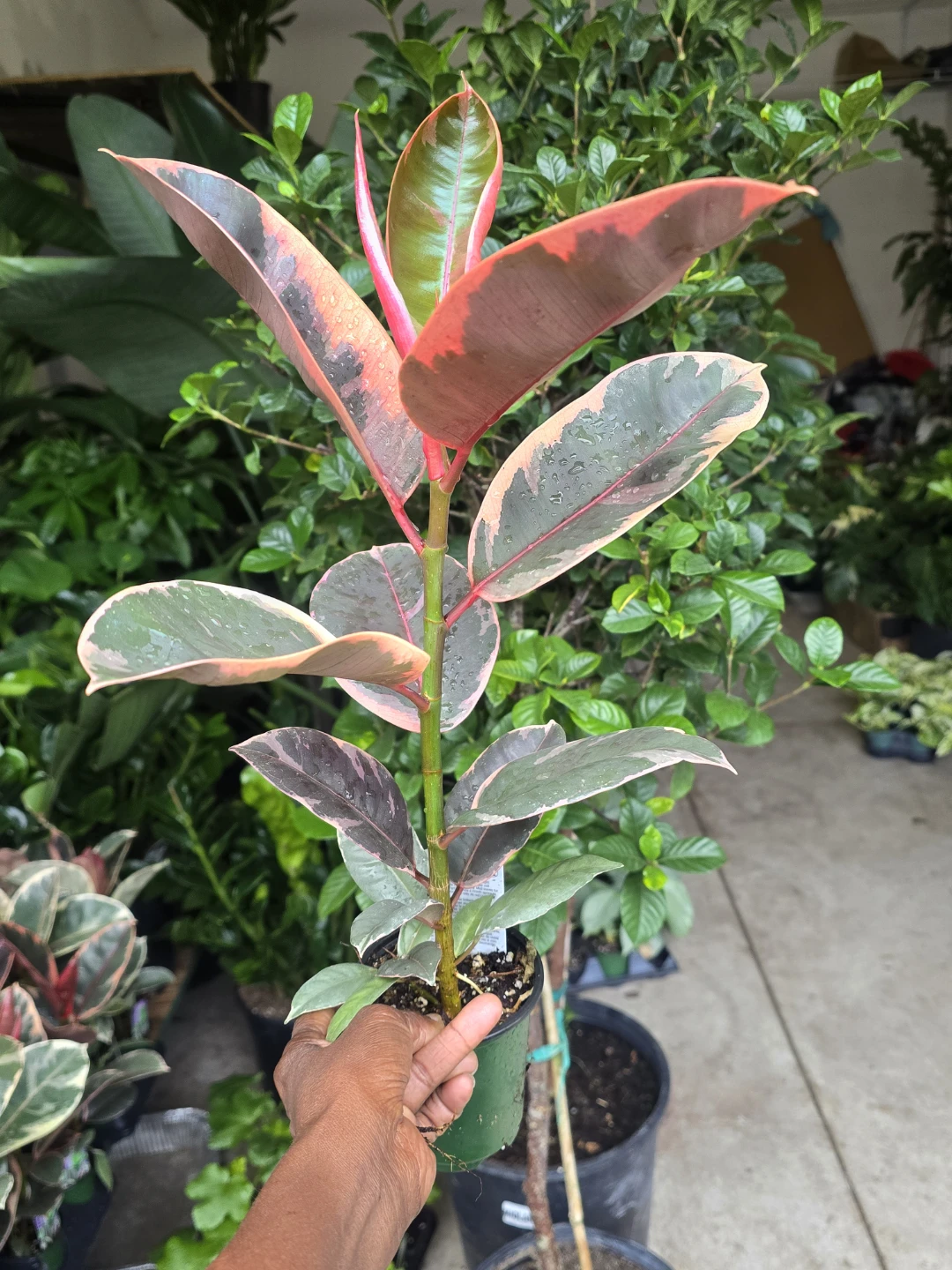 Ficus Elastica Tineke Rubber Plant - photo 3