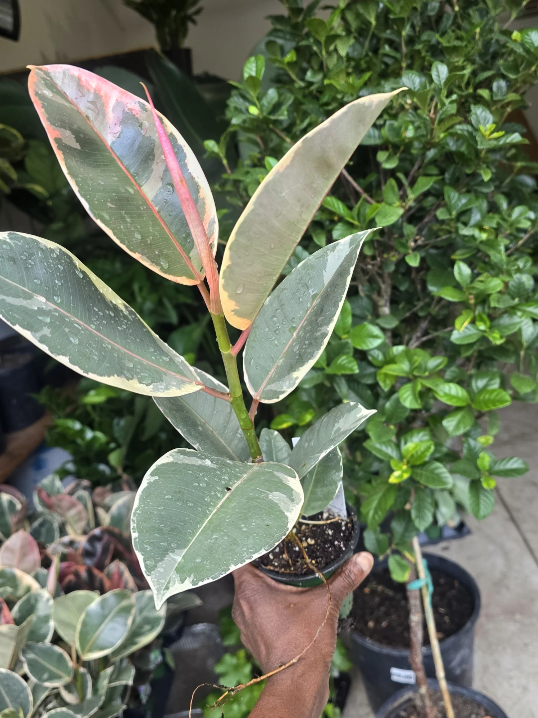 Ficus Elastica Tineke Rubber Plant - photo 4