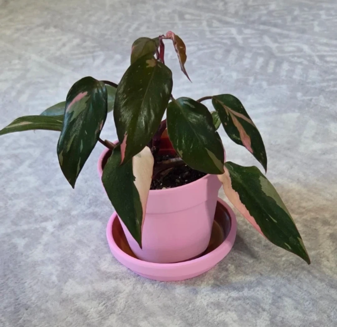 Philodendron Pink Princess 4" 🪴 - photo 2