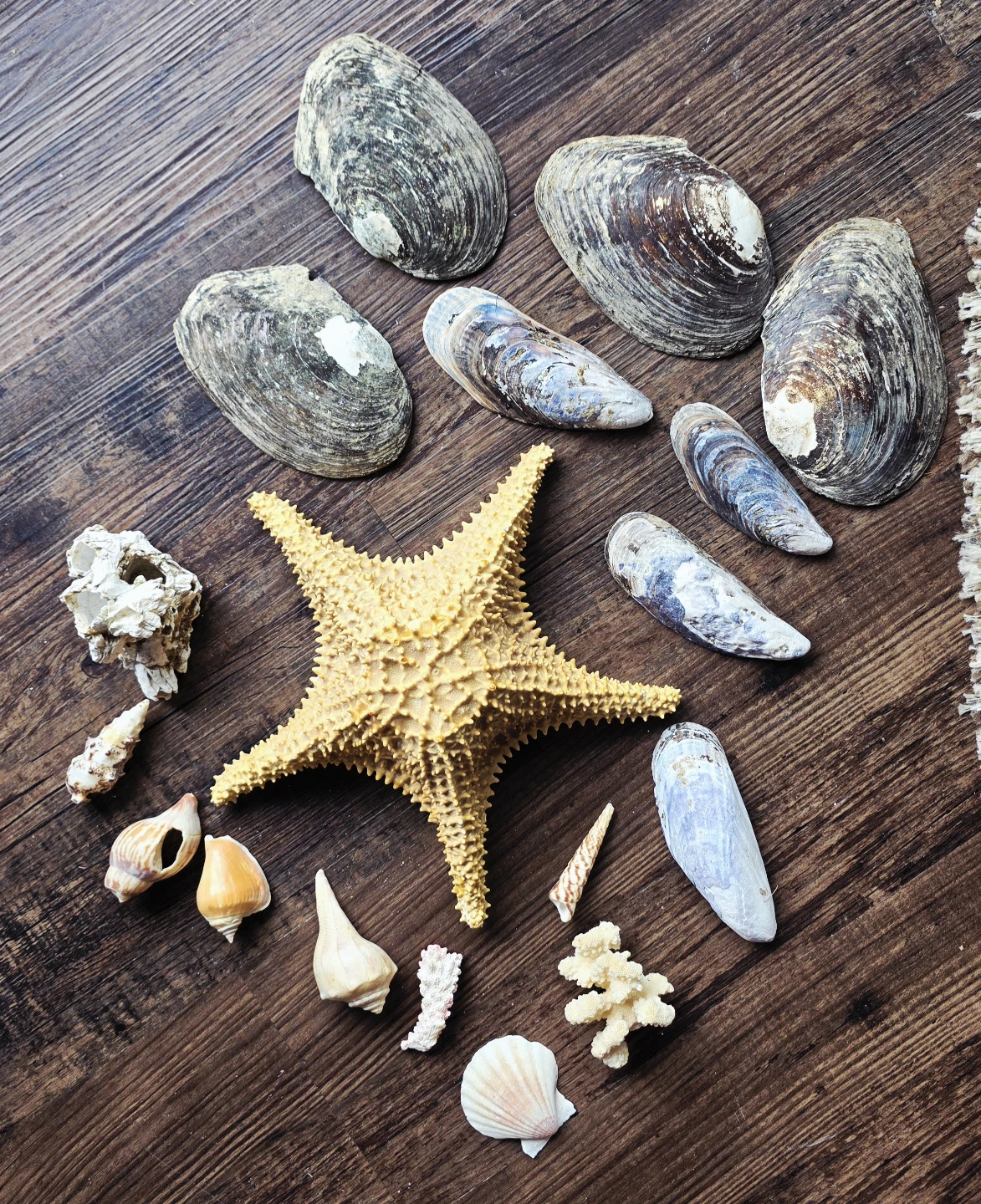 Assorted Seashells and Starfish Collection