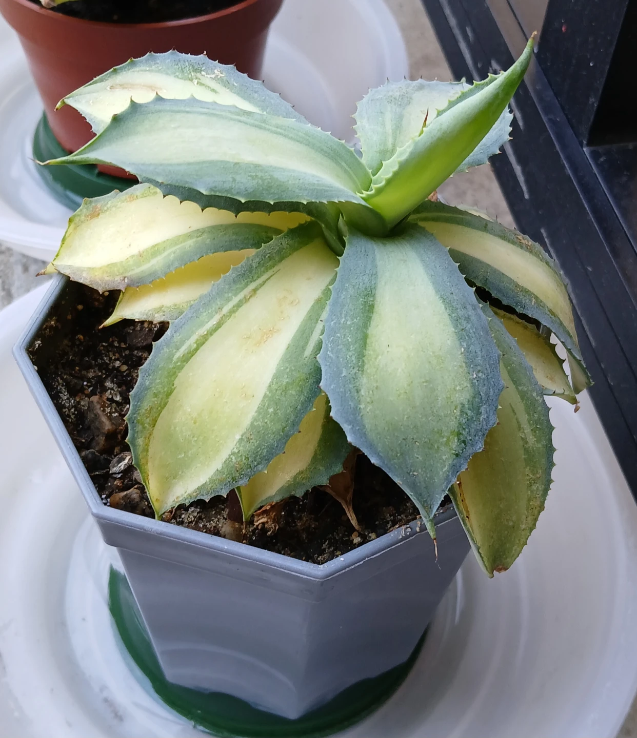 Agave isthmensis ‘Rum Runner’ plant - photo 2