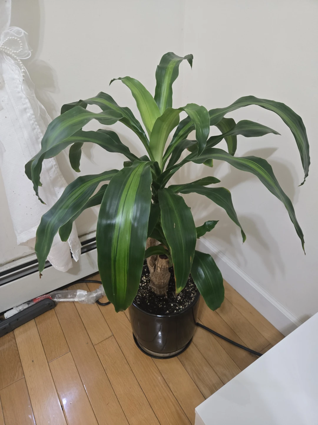 Plant