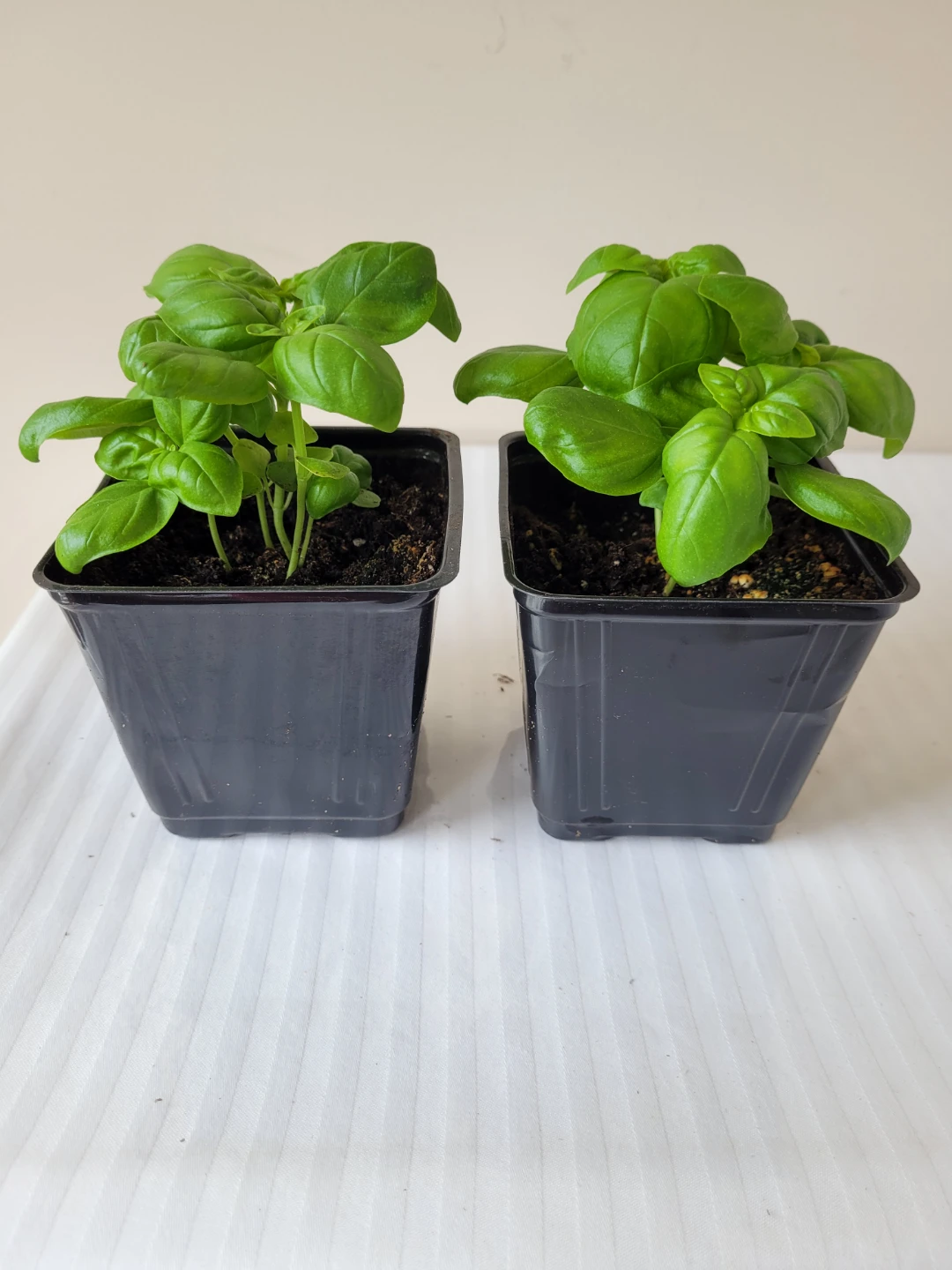Basil Plants (2 Pots)