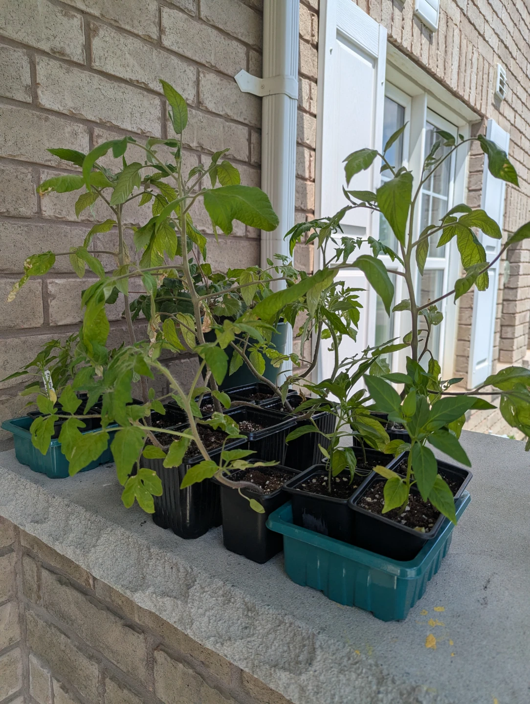 Assorted Plant Seedlings