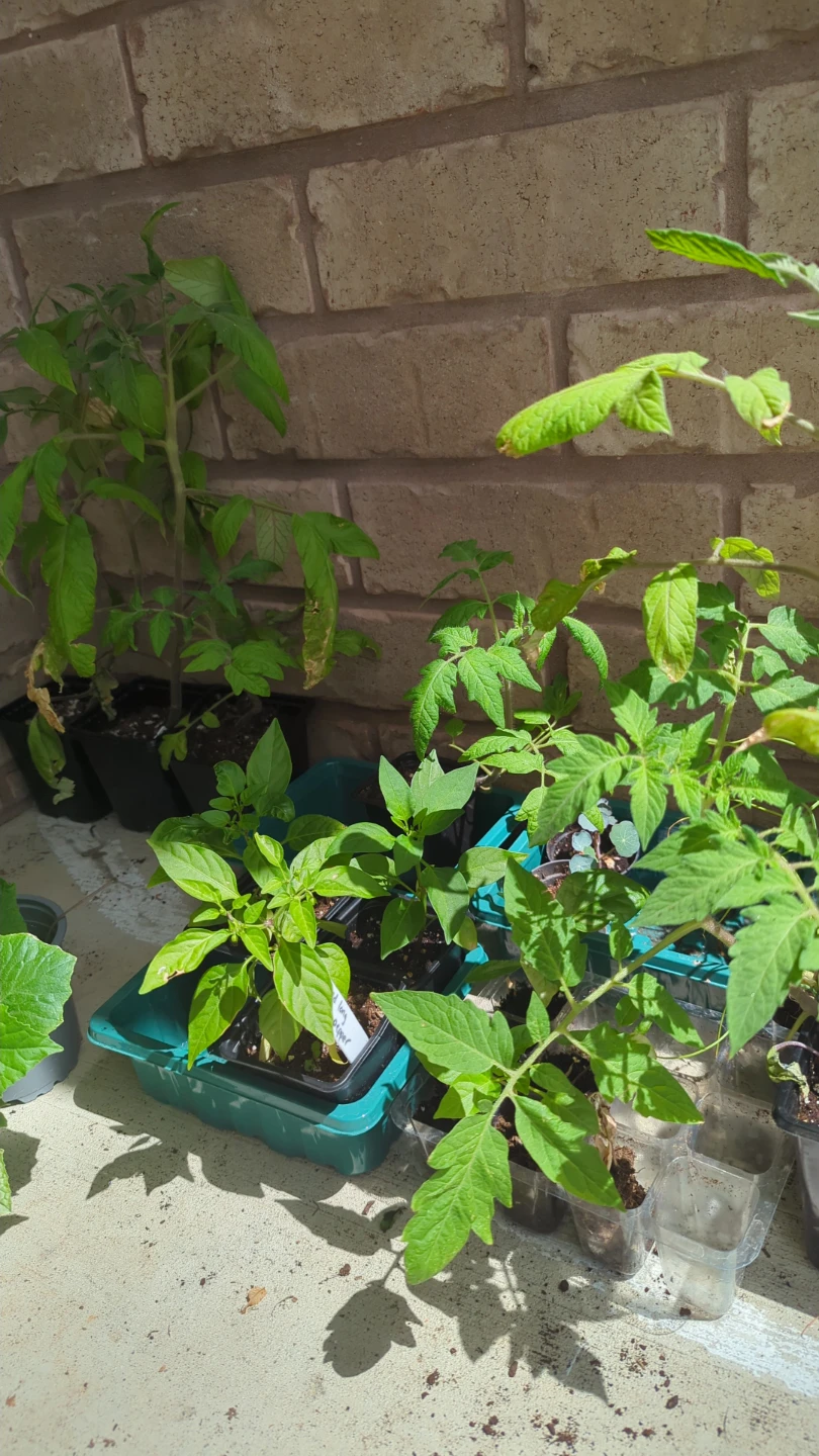 Assorted Plant Seedlings - photo 2