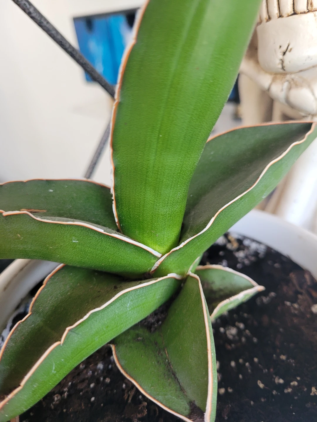 ⚽️ Sansevieria Plant in White Pot