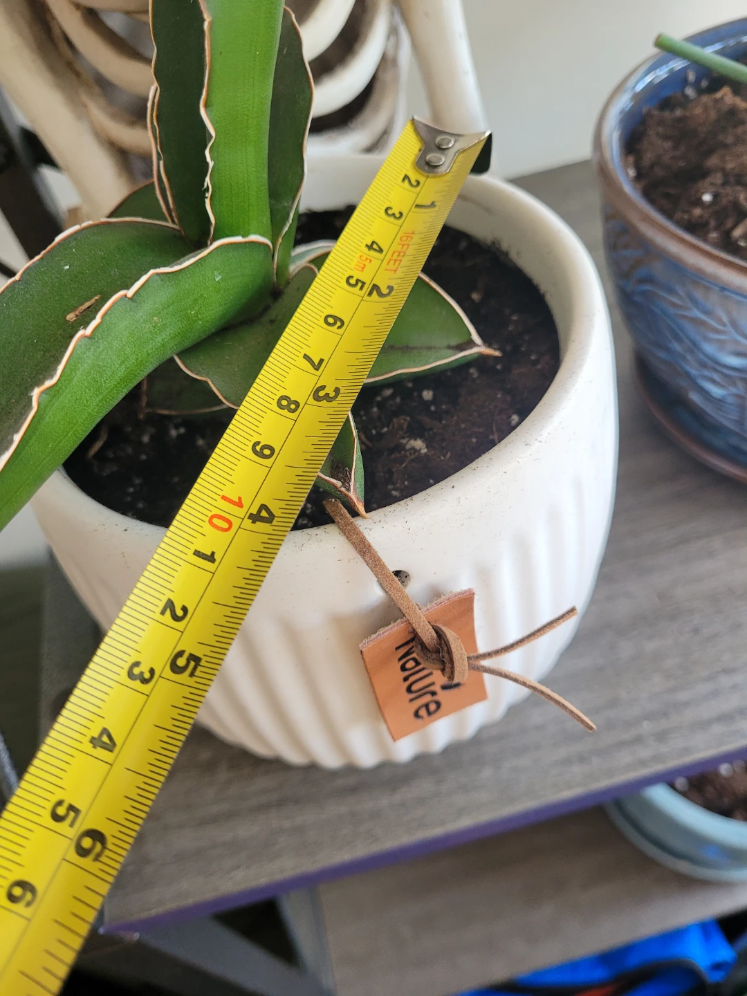 ⚽️ Sansevieria Plant in White Pot - photo 2