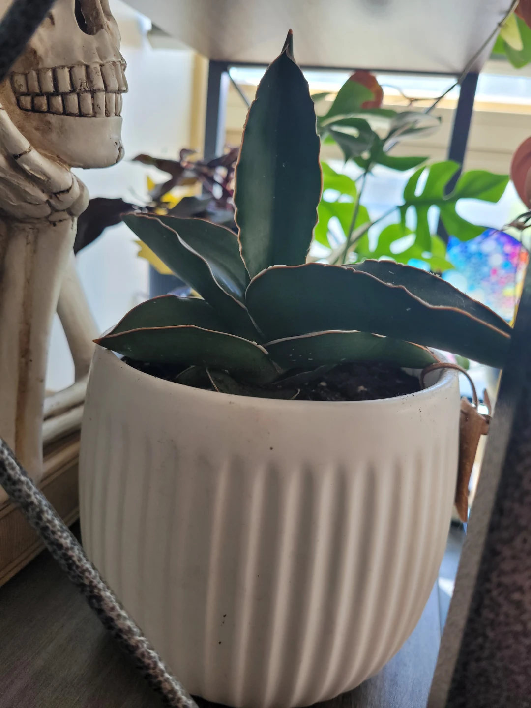 ⚽️ Sansevieria Plant in White Pot - photo 3