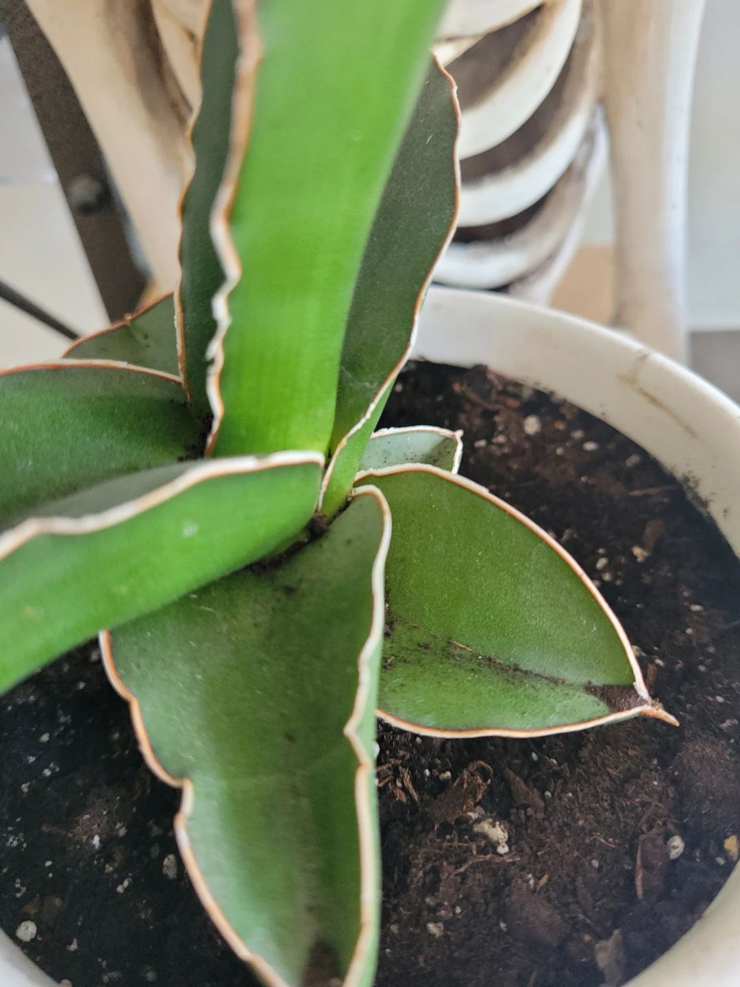 ⚽️ Sansevieria Plant in White Pot - photo 4