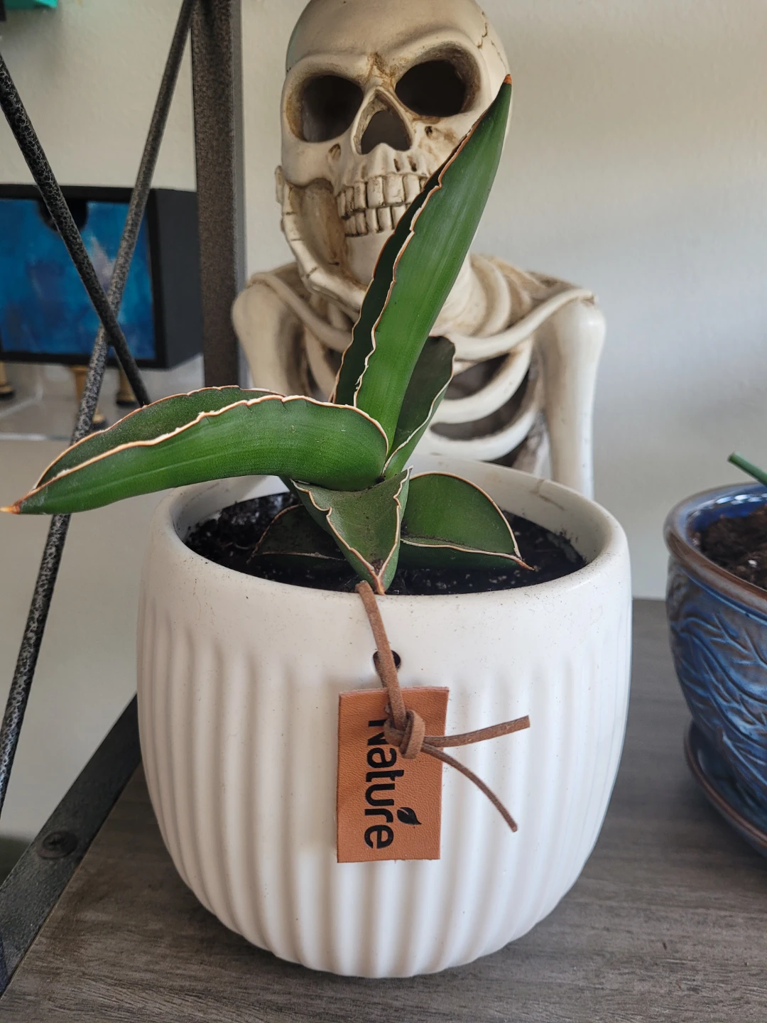 ⚽️ Sansevieria Plant in White Pot - photo 5